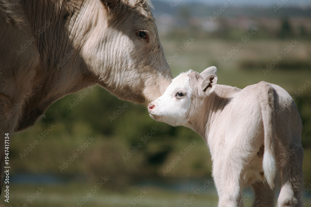 Fototapeta premium Calf and Mother Cow Bonding in Sunny Green Field