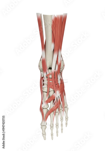 detailed anatomical illustration of the human right foot and ankle structure, dorsal view, displaying skeletal and soft tissue cross-sections with scientific labeling on transparent, concept of