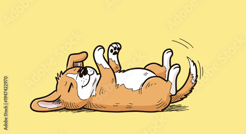 Corgi dog lying on back happy.