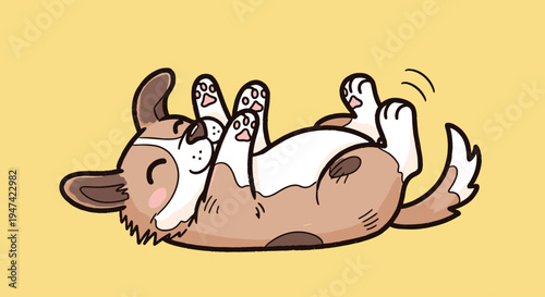 Corgi dog lying on back happy.