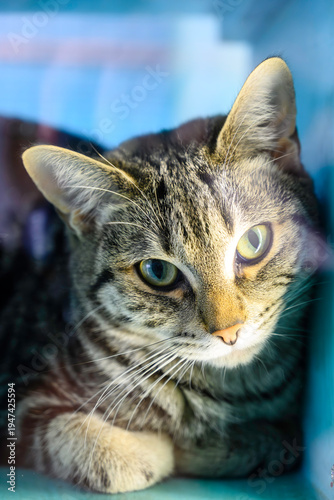Close-up of a Cat