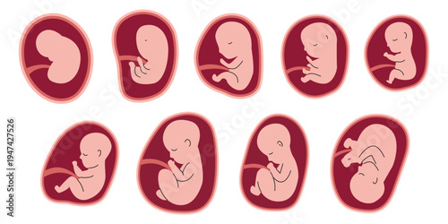 Human Fetus Development Stages Illustration Set in Womb