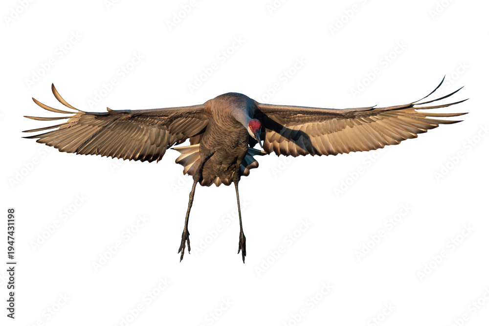Obraz premium A sandhill crane (Antigone canadensis or Grus canadensis) fans out its wings and prepares to land in Florida. Transparent PNG clipped from my real, original photo. 
