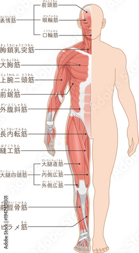 全身の筋肉 正面 Full body muscles front illustration