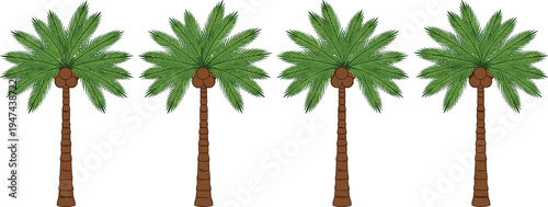Set of four tropical palm trees with coconuts, exotic summer beach date palms, green desert plant vector illustration for landscaping (20 words)