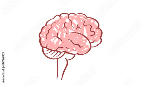 Human brain structure