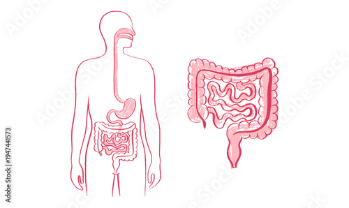 Digestive system diagram