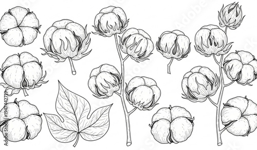 Hand drawn cotton plant agricultural outline illustration isolated on transparent background