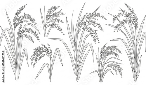 Hand drawn rice plant botanical outline illustration isolated on transparent background