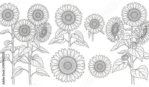 Hand drawn sunflower plant agricultural illustration isolated on transparent background