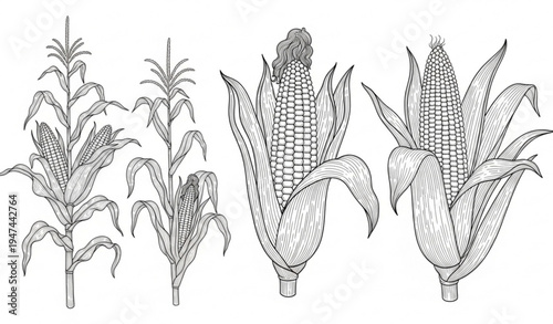 Hand drawn corn plant outline agricultural illustration isolated on transparent background