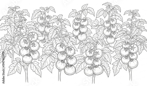 Hand drawn tomato plant with fruit botanical outline illustration isolated on transparent background