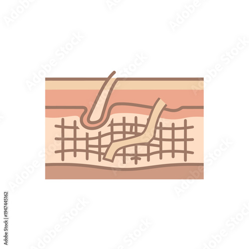 Closeup Illustration of Skin Layer and Hair Follicle. Vector Illustrations. EPS Editable