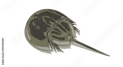 Horseshoe Crab Vector Illustration for Marine Biology and Coastal Wildlife Graphic Design