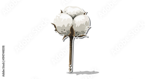 Cotton plant branch with fluffy white seed pods on white background
