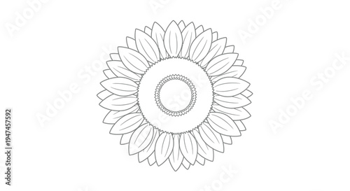 Detailed line drawing of a sunflower with a circular center and petal arrangement
