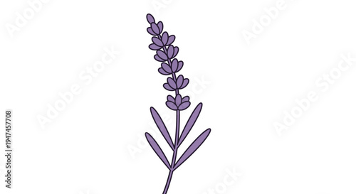Simple illustration of a lavender sprig with purple flowers and green leaves
