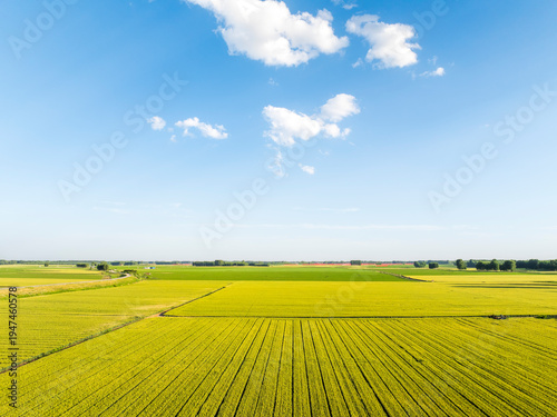 Wheat is growing in the field ,The wheat fields are under the blue sky and white clouds