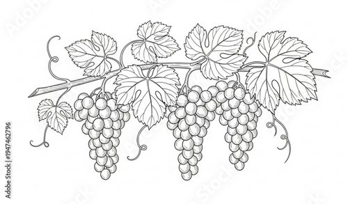 Hand drawn grape vine plant outline illustration isolated on transparent background