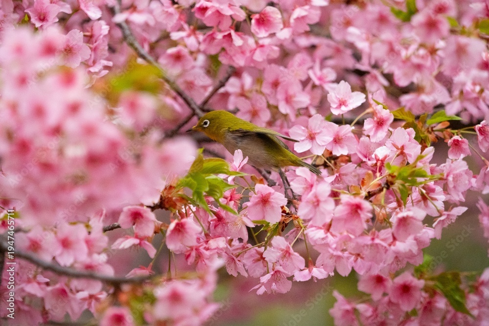Fototapeta premium A bird perched on a cherry tree