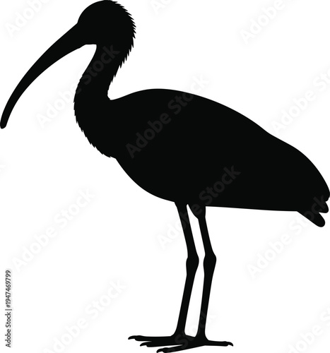 Ibis bird silhouette vector, long beak wading bird illustration, exotic wildlife animal shape, nature bird design for logos