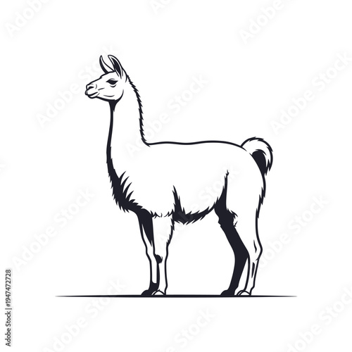 Elegant black and white illustration of a llama standing in profile, isolated.