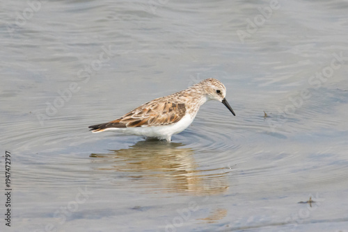 Photos The Little stint bird standing on a lake shore