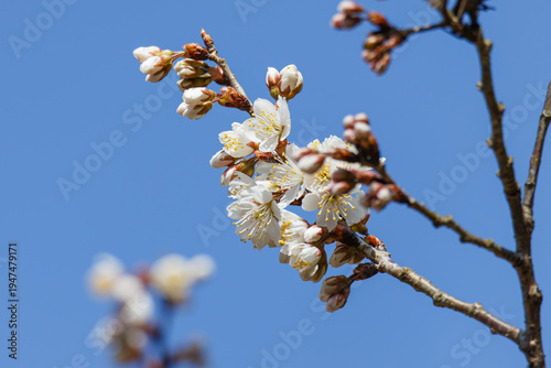 青空と美しい梅の花 2026