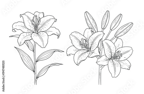 Lily flower vector botanical sketches with detailed petals and blooming buds