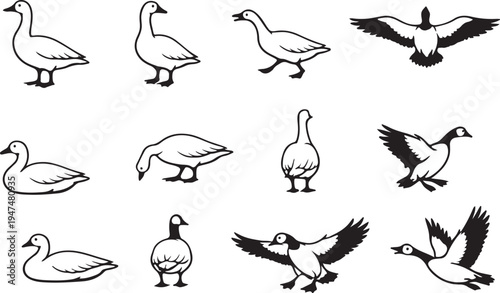 Set of hand drawn goose illustrations shows the bird in various poses