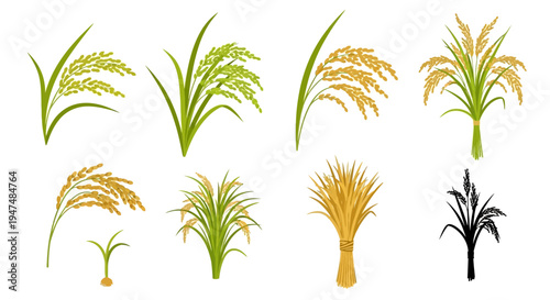 Comprehensive collection of rice plant vector illustrations including green paddy, golden ripened grains, bundles of straw, and black silhouettes on white.