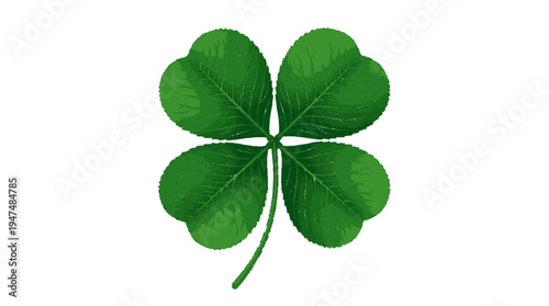 Detailed green four leaf clover isolated on pure white background for luck and nature concepts