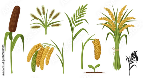 Detailed botanical set of various millet cereal grain illustrations including pearl finger and foxtail varieties on white background for food design needs.