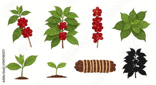 Comprehensive Vector Illustration Set of Coffee Plant Life Cycle Stages Including Green Leaves Red Ripe Cherries Seedlings Roasted Beans Bundle and Silhouette.