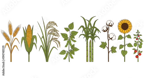 Comprehensive collection of agricultural crop illustrations featuring wheat, corn, rice, soybean, sugarcane, cotton, sunflower, and tomato plants isolated set