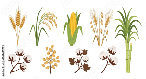 Vector Illustration Set of Agricultural Crops Featuring Wheat Rice Corn Sugarcane Cotton and Soybeans Isolated on White Background for Farming and Food Design