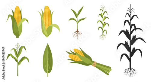 Comprehensive Vector Illustration Set of Corn Maize Growth Stages Including Cobs Leaves Sprouts Roots and Plant Silhouettes Isolated on a White Background Decor