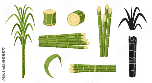 Comprehensive vector illustration set featuring fresh green sugarcane stalks, leaves, and cut pieces. Includes cross-sections, bundles, and black silhouettes.