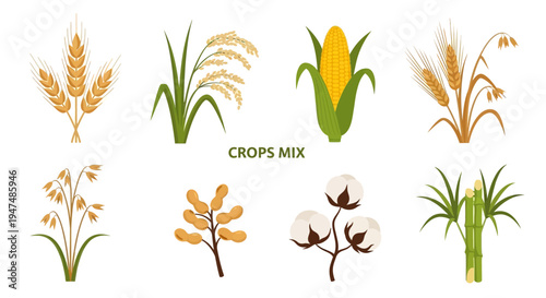 Flat vector illustrations of various agricultural crops including wheat, rice, corn, barley, oats, peanuts, cotton, and sugarcane isolated on white background