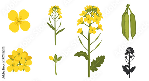 Detailed Canola Rapeseed Plant Illustration Set featuring yellow flowers, green stems, leaves, and seed pods on a white background for agricultural designs.
