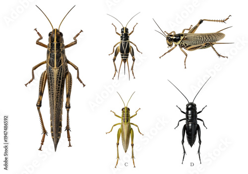 four distinct orthoptera insects (grasshoppers and crickets), meticulously posed in systematic macro view on a transparent background, labeled a, b, c, d, academic illustration concept