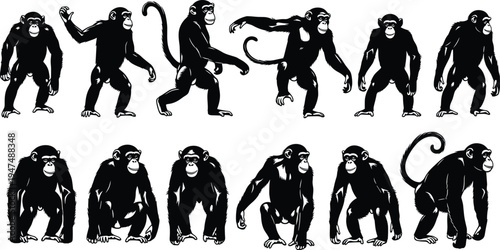 Chimpanzee monkey silhouette collection of apes in various standing and walking poses set, cad drawing flat vector illustration, isolated on white.