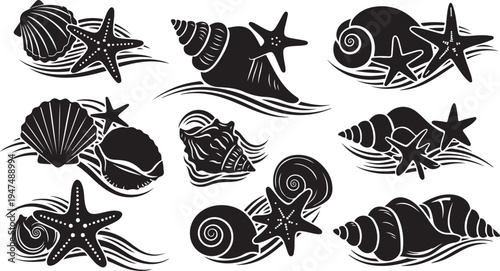 Black and white seashells with starfish illustrations