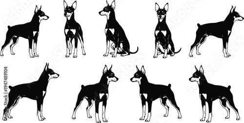 Doberman pinscher dog silhouette set cad drawing flat vector illustration featuring different poses of standing and sitting guard dogs isolated.
