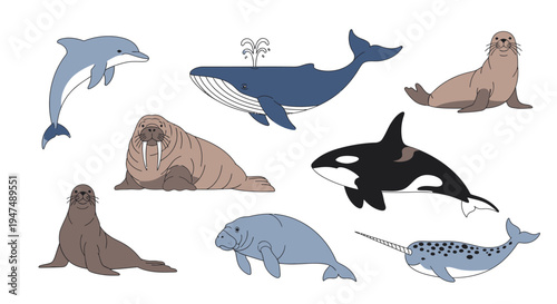 Vector illustration of cute cartoon marine mammals like blue whale, killer whale, dolphin, narwhal, manatee, walrus, and seals isolated on a white background.