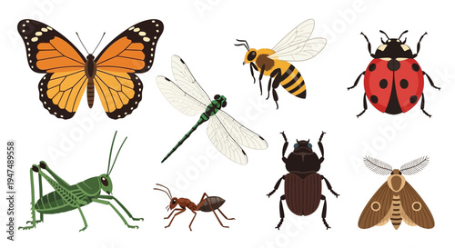 Colorful Insect Illustration Set with Butterfly, Bee, Ladybug, Dragonfly, Grasshopper, Ant, Beetle, and Moth on White Background for Educational Nature Design.