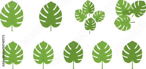 Monstera Leaf Vector Set with Different Shapes and Sizes for Tropical, Nature, and Plant Illustration Themes