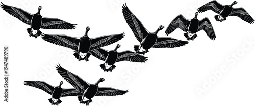 Flock of flying Canada geese silhouette set, migratory birds in flight formation, waterfowl nature scene, cad drawing flat vector illustration, isolated.