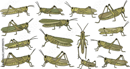 Grasshopper Vector Illustration Set Featuring Green Orthoptera Insects in Different Jumping and Crawling Poses for Nature Wildlife Graphics, Entomology Education, and Agriculture Themes.