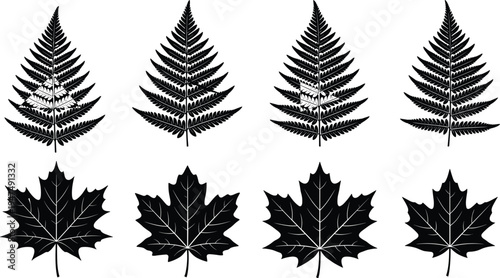 Botanical Silhouette Set Featuring Detailed Fern Fronds And Maple Leaves With Artistic Textured Patterns Isolated On White Background Vector Illustration